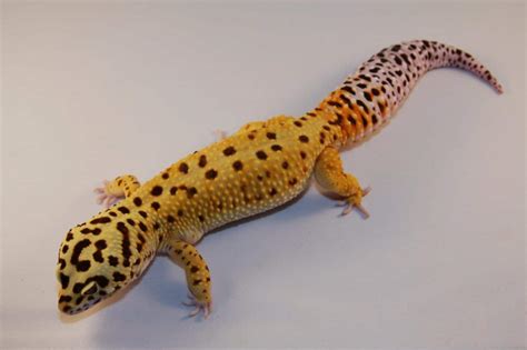 buy leopard gecko near me.